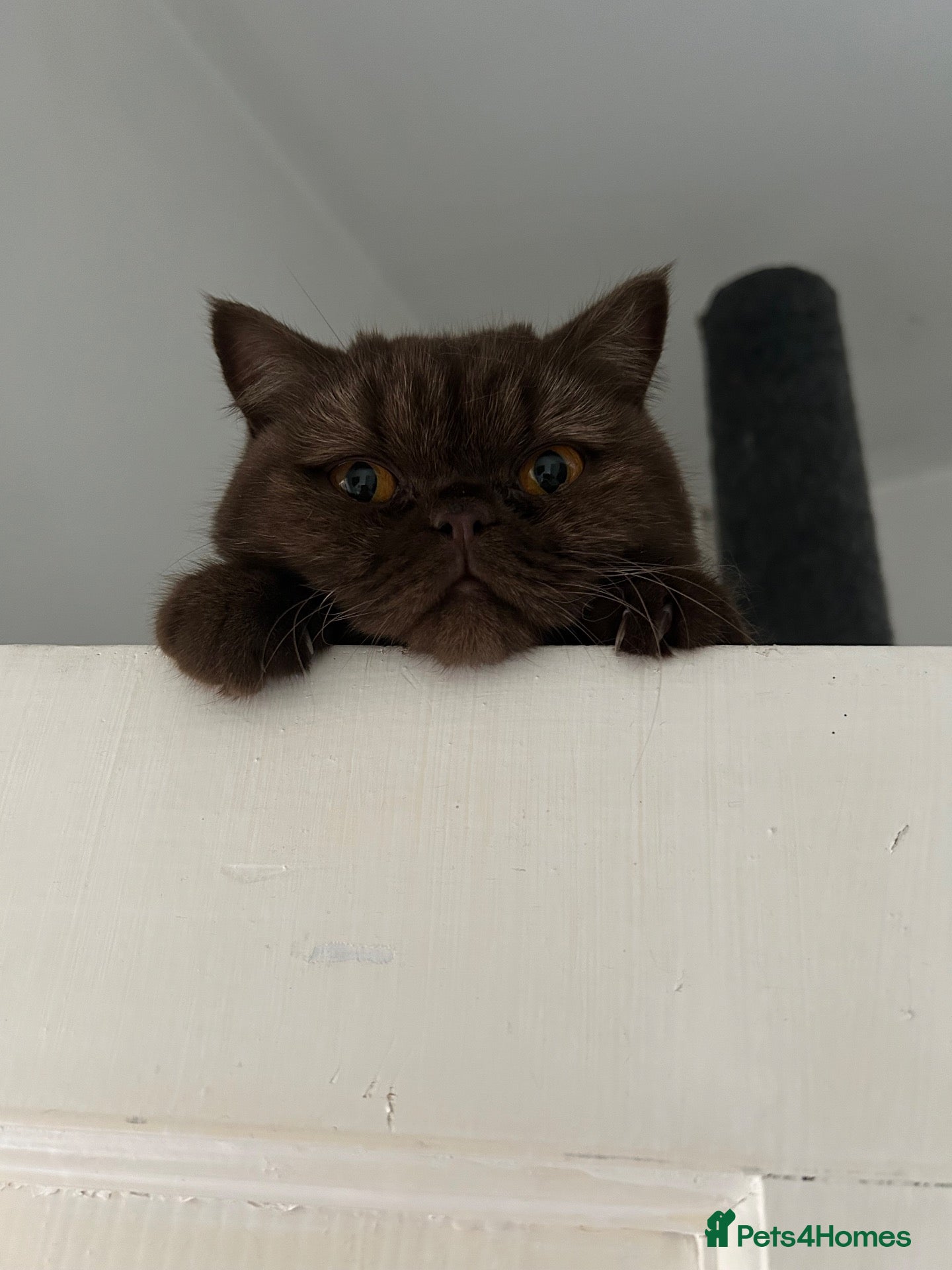British Shorthair cats Chocolate British Shorthair Girl - Advert 1