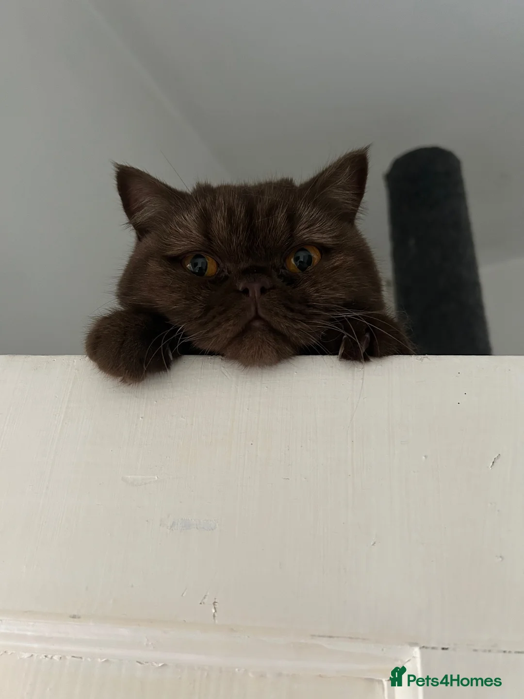 British Shorthair cats for sale: Chocolate British Shorthair Girl - Advert 1