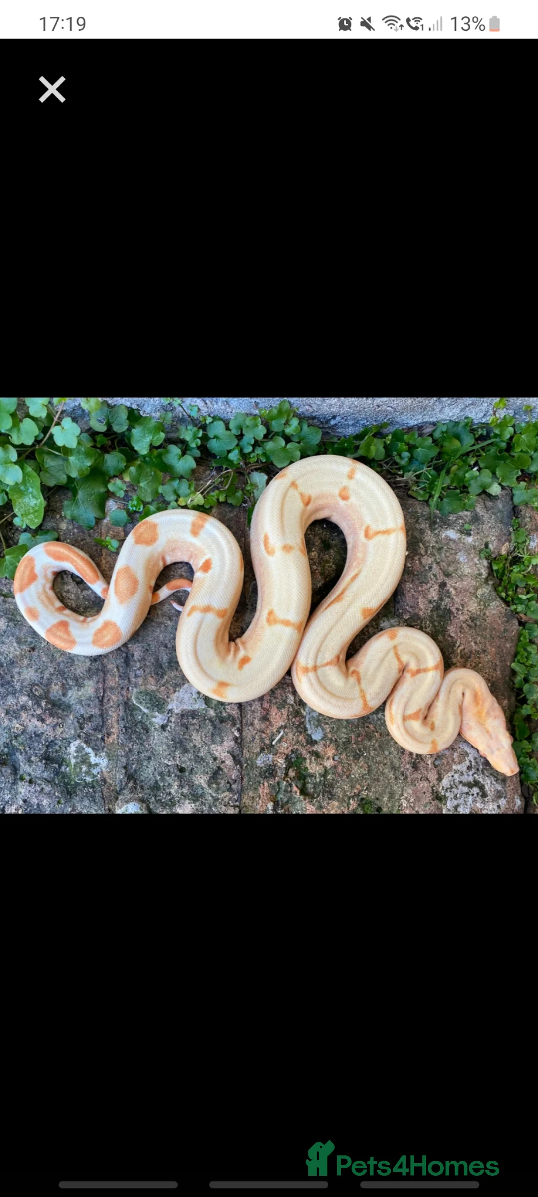 Boa Snake reptiles for sale: Boa constrictors  - Advert 1