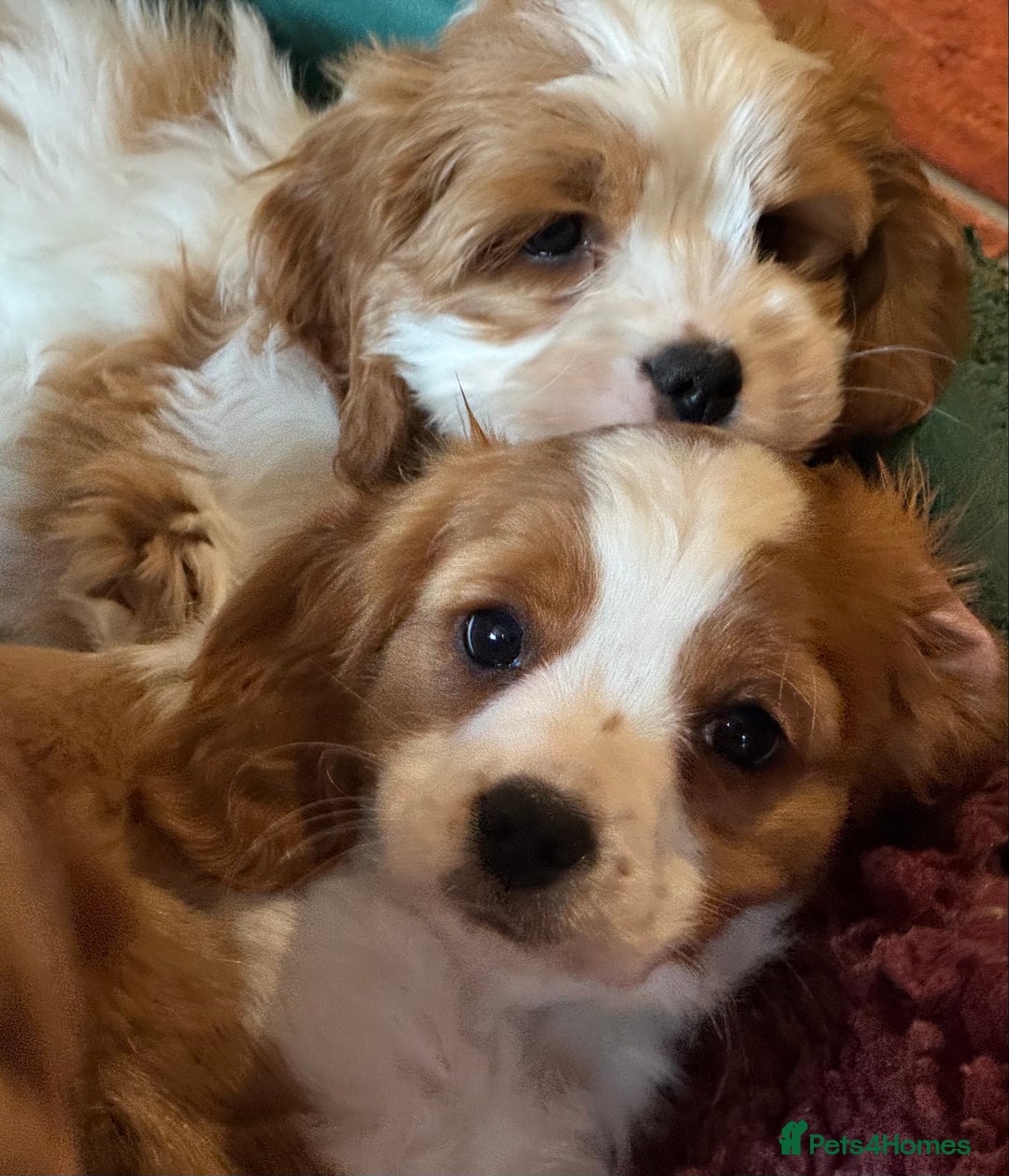 Cavapoo dogs for sale: Miniature Australian Cavadoodles - Image 12