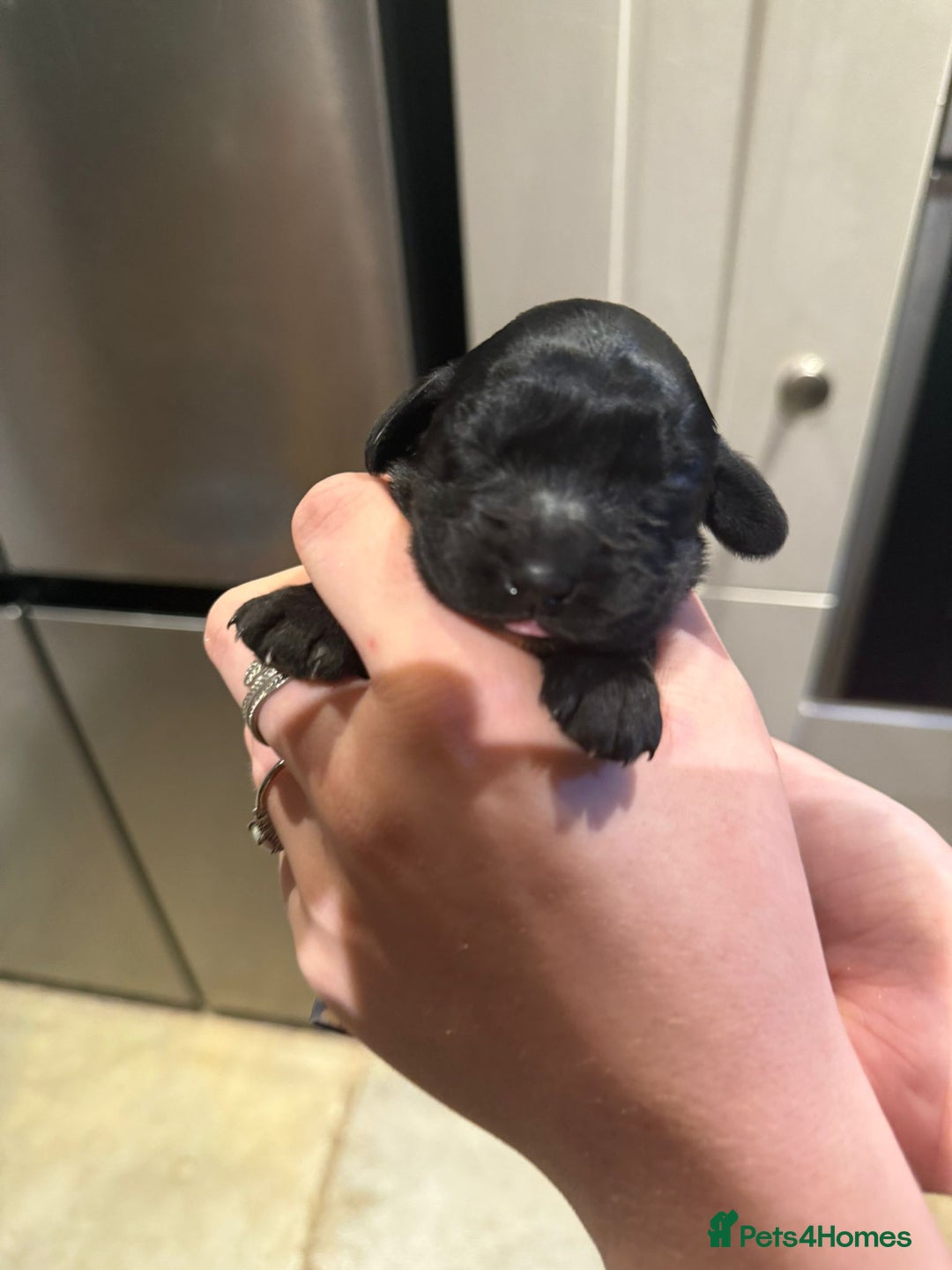 Cocker Spaniel dogs for sale: Beautiful Black Cocker Spaniel Girl - Advert 3