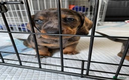 Dachshund dogs for sale: 5 dachshund puppies - Image 4