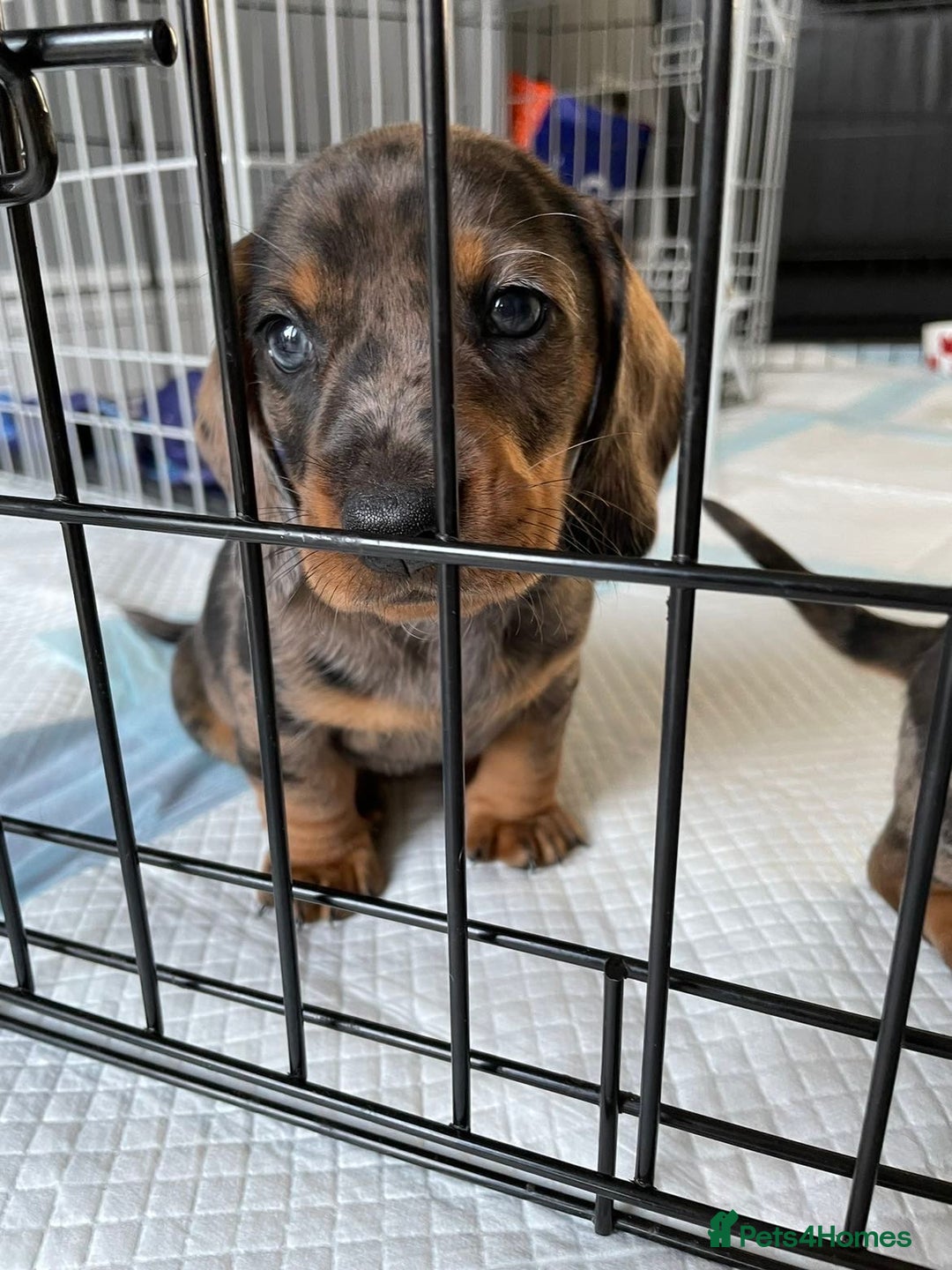 Dachshund dogs for sale: 5 dachshund puppies - Image 4