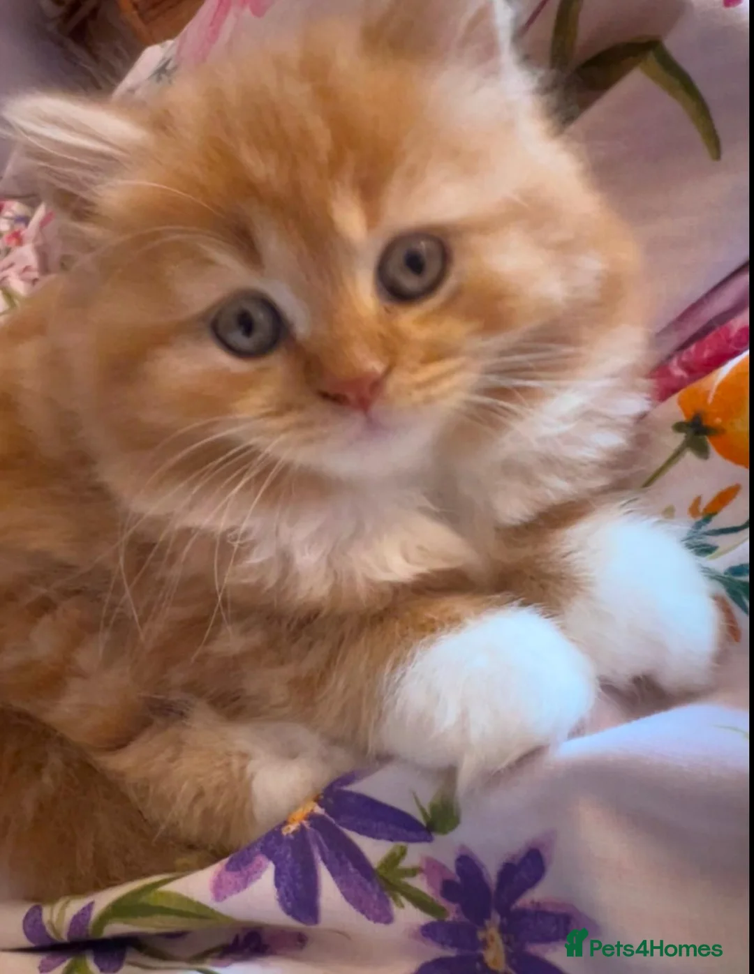 British Longhair cats for sale: 5 british long hair kittens for sale - Advert 5