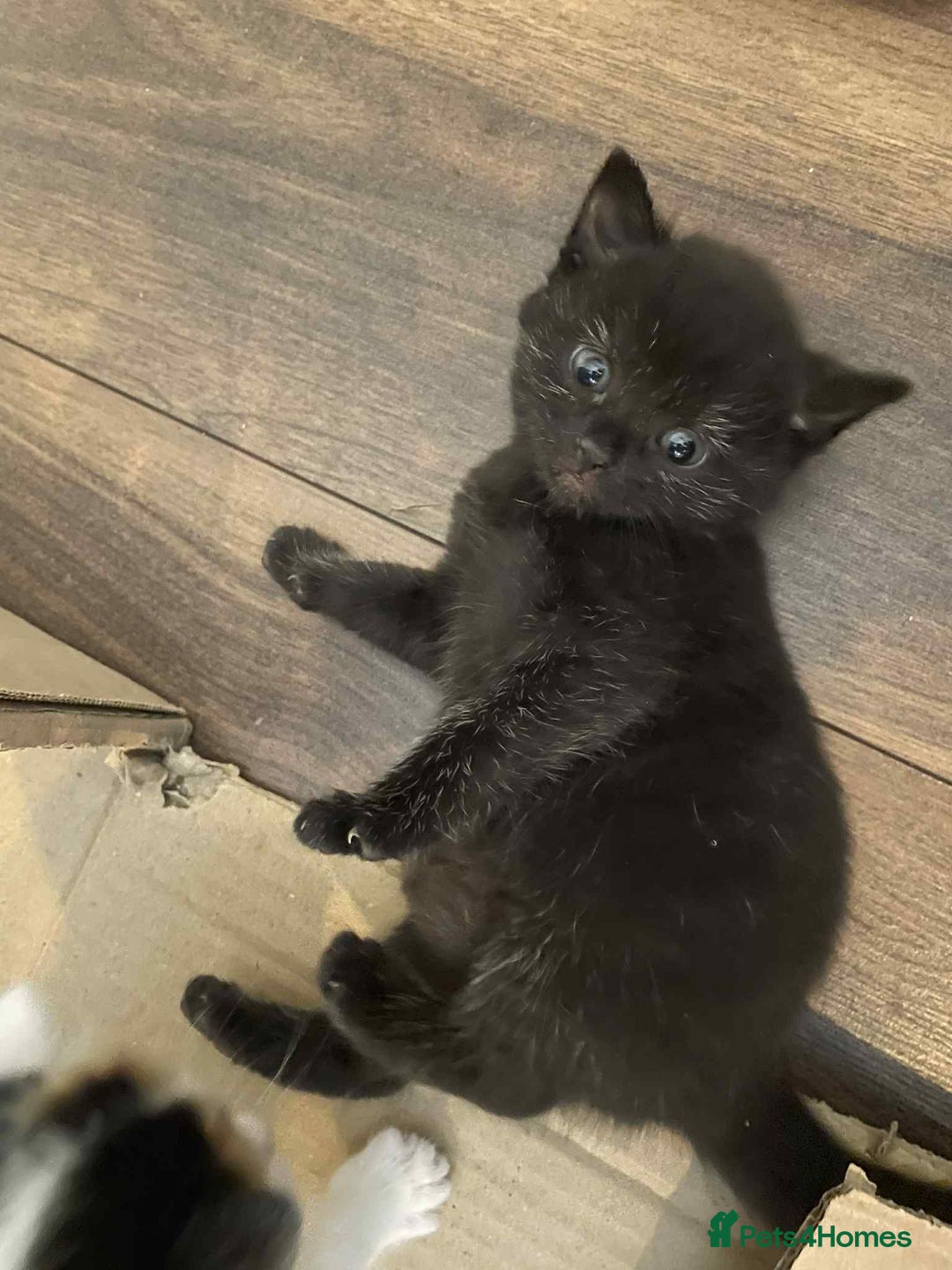 British Shorthair cats for sale: Kittens for sale - Image 12