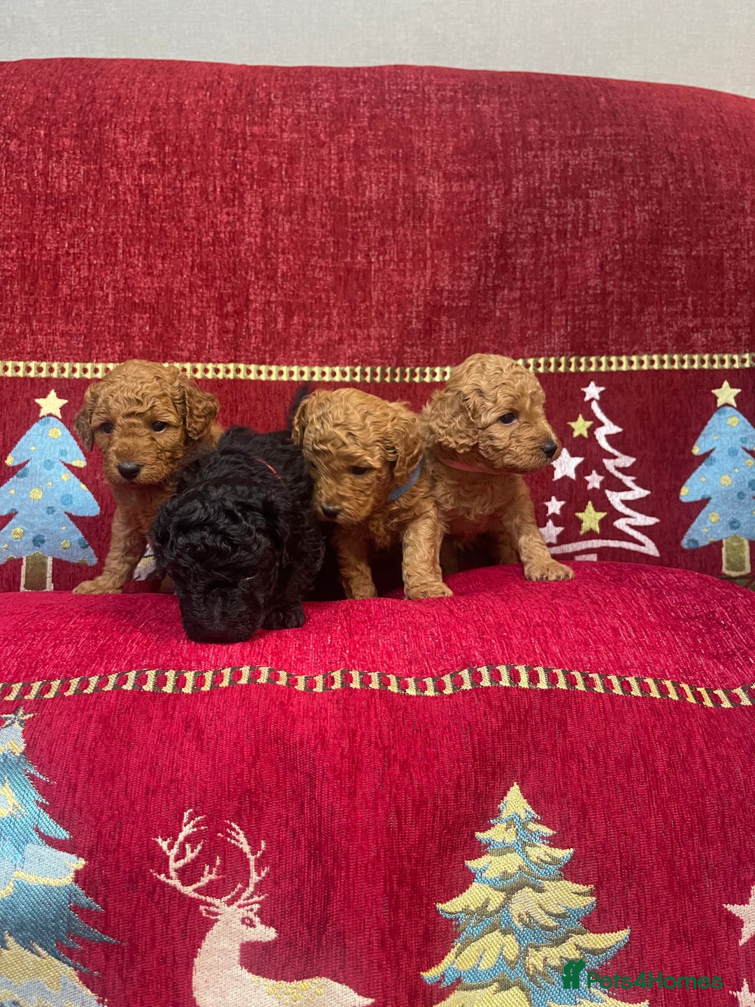 Cavapoo dogs for sale: F1B Cavapoo - Advert 1