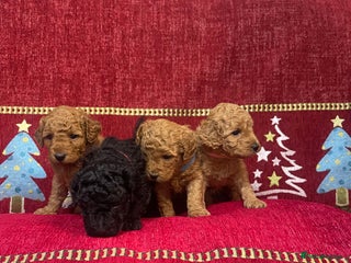 Cavapoo dogs for sale: F1B Cavapoo - Advert 1