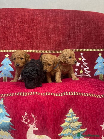 Cavapoo dogs F1B Cavapoo - Advert 2