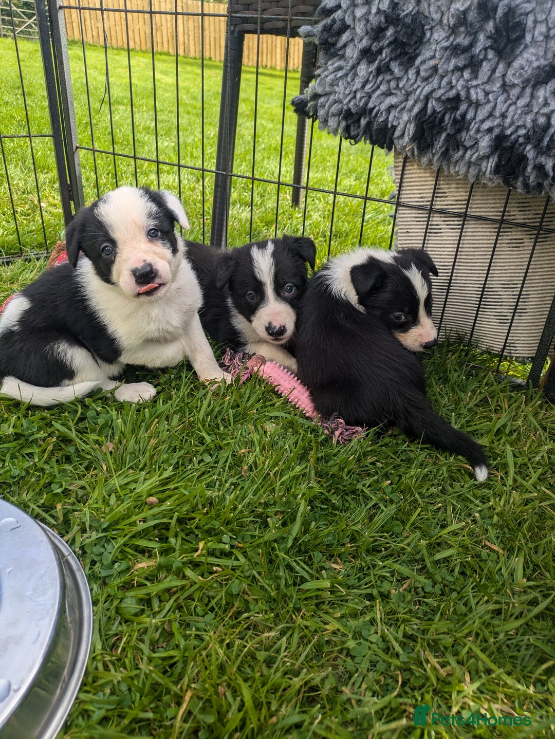 Border Collie dogs for sale: Border Collie Puppies - Image 2