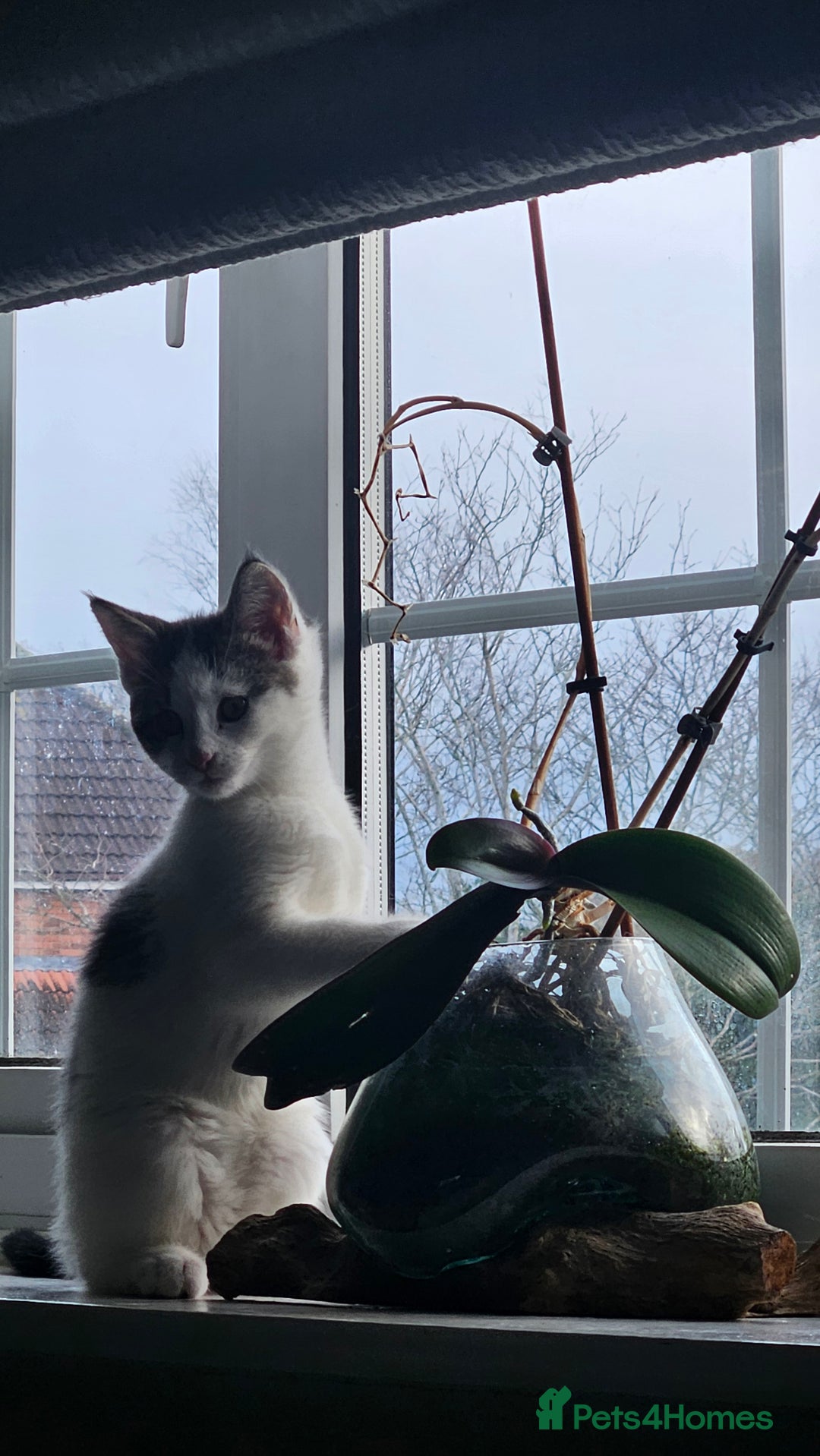 Maine Coon cats for sale: Beautiful Female Mixed Maine Coon kittens - Advert 29