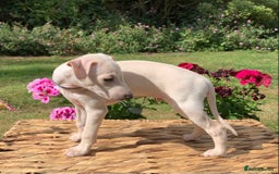 Italian Greyhound dogs for sale: Italian greyhound puppies KC reg European Lineage in Leeds - Image 6