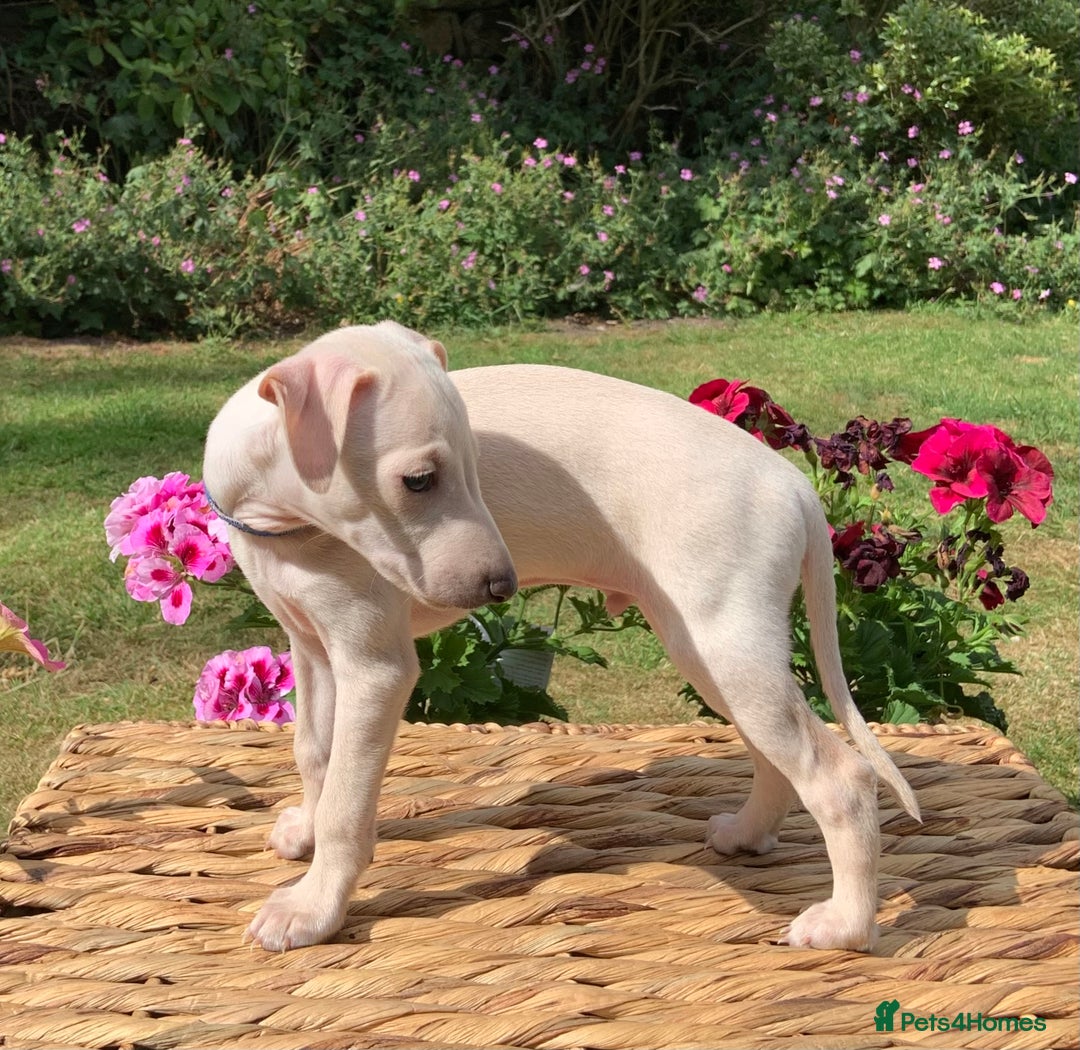 Italian Greyhound dogs for sale: Italian greyhound puppies KC reg European Lineage in Leeds - Image 6