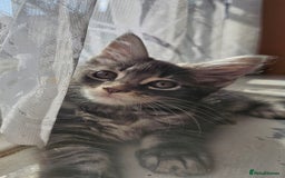 Maine Coon cats for sale: LARGE BREED Maine Coon cross  - Image 18