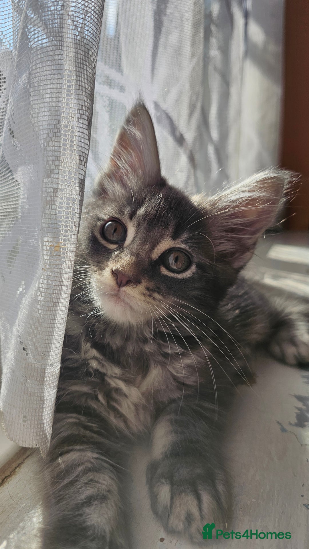 Maine Coon cats for sale: LARGE BREED Maine Coon cross  - Image 18