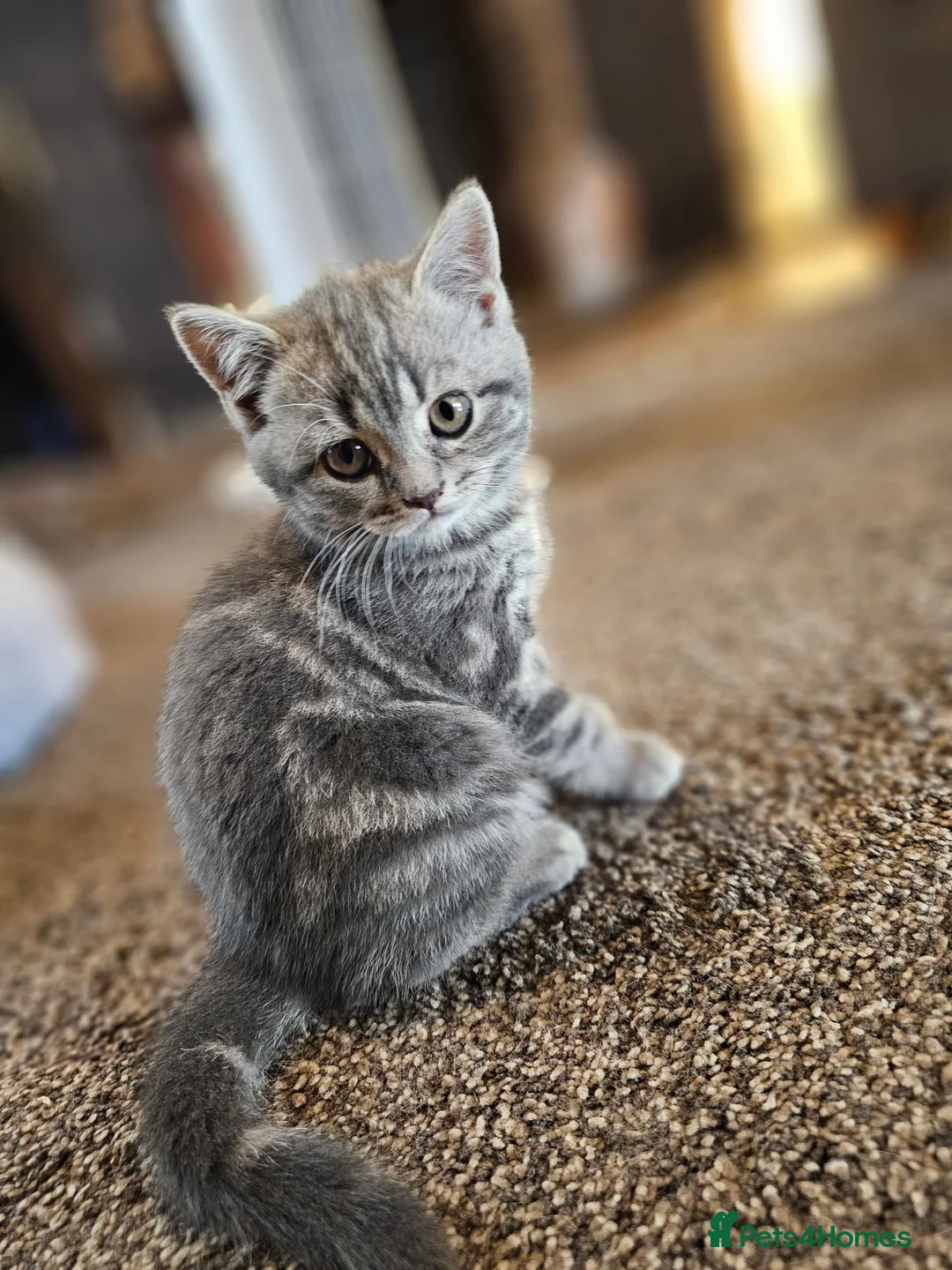 British Shorthair cats for sale: Female British shorthair kitten for sale in Dudley - Advert 2