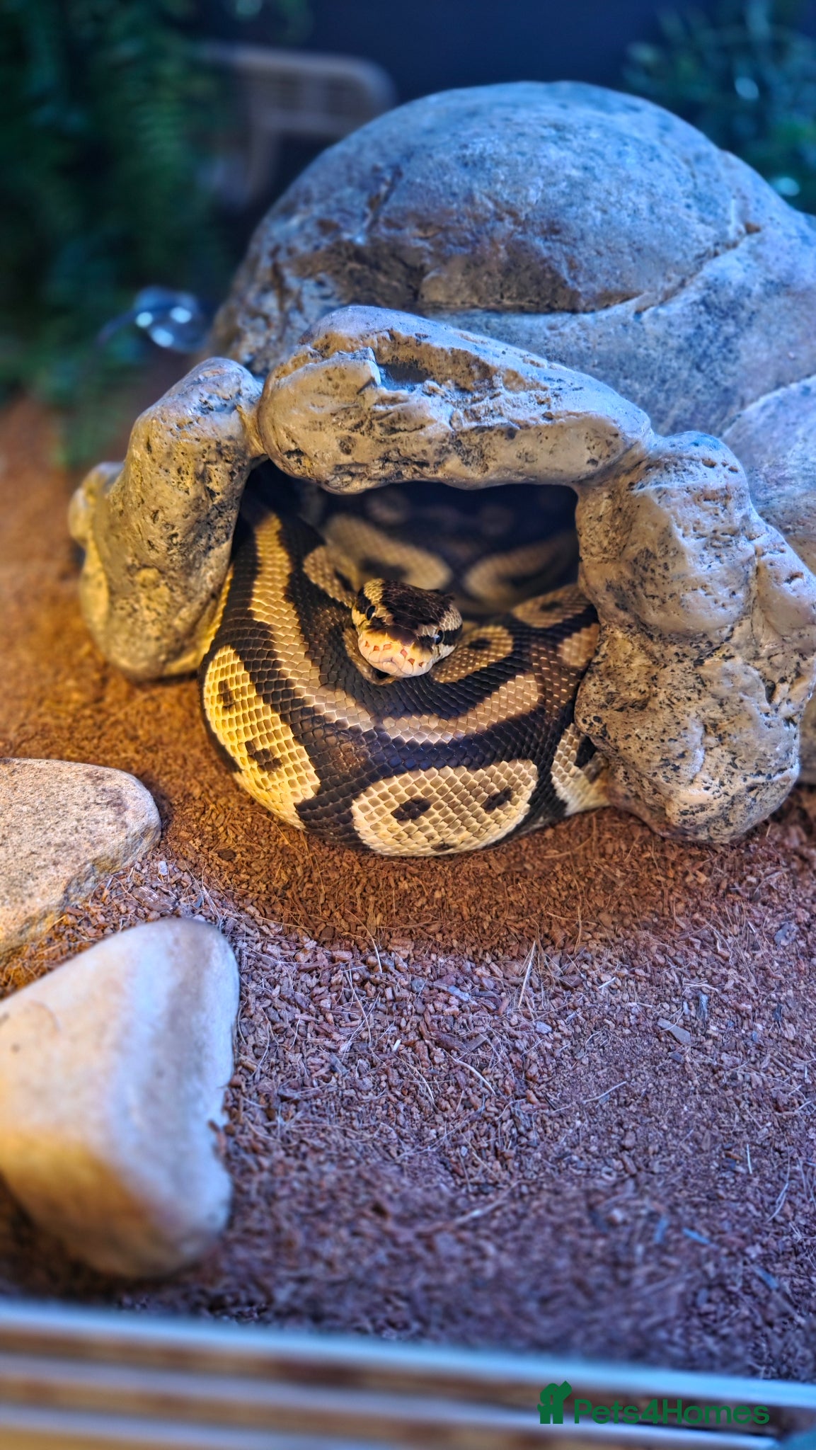 Python Snake reptiles Adult Ball Python  - Advert 1