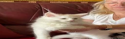 Maine Coon cats for sale: White Maine Coon kittens - Advert 7