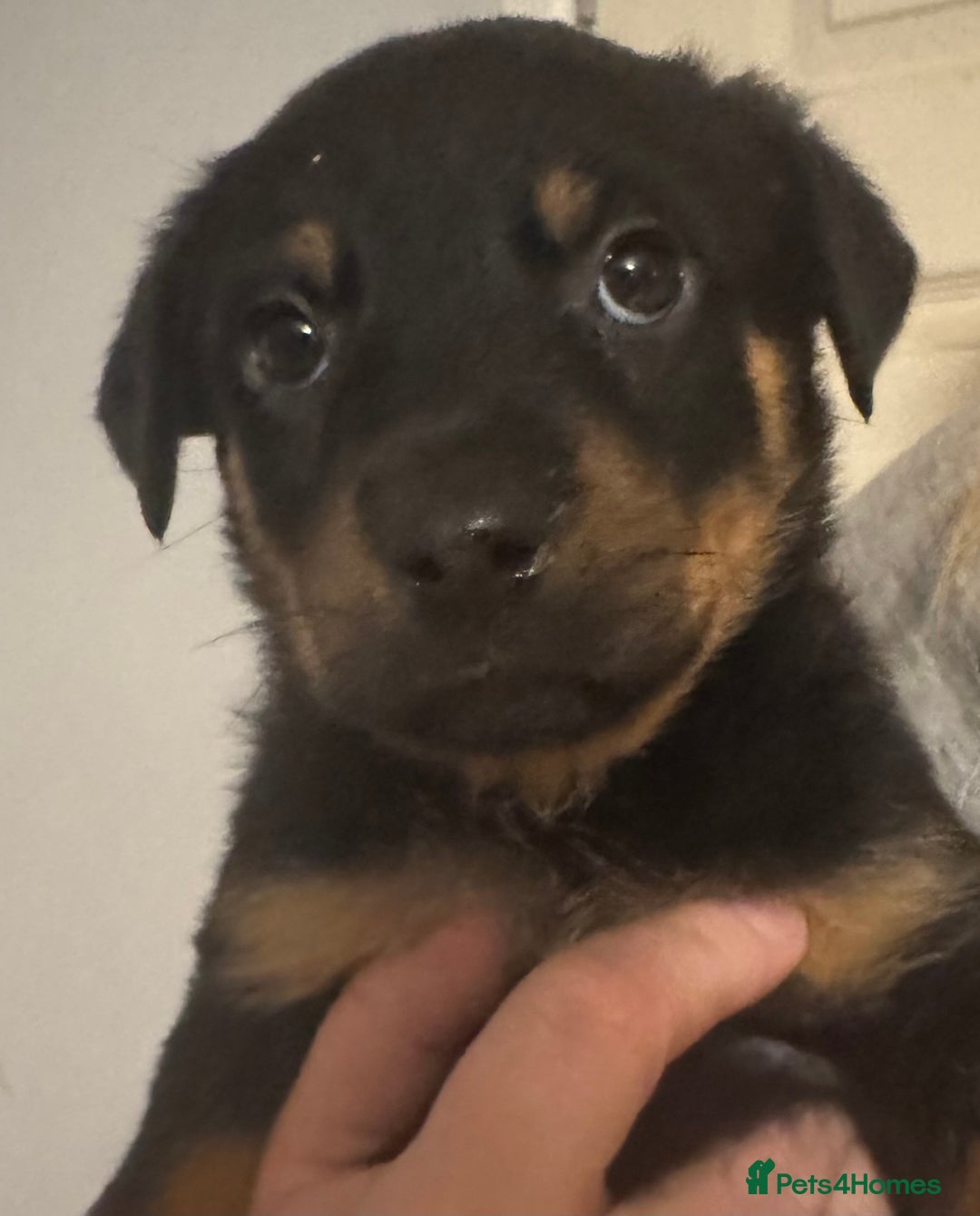 Rottweiler dogs for sale: 7 Rottweiler puppies available to loving homes - Advert 12