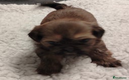 Shih Tzu dogs for sale: Shih tzu  - Image 5