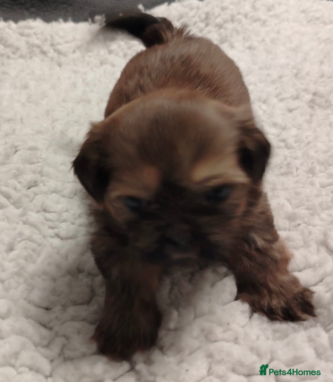 Shih Tzu dogs for sale: Shih tzu  - Image 5