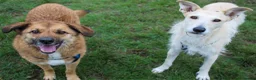 Mixed Breed dogs for adoption: Aladdin needs a loving home - Advert 5