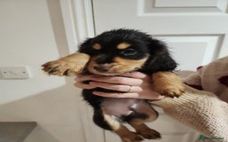 Cocker Spaniel dogs for sale: 3 kc reg working cocker spaniels avaliable  - Image 24
