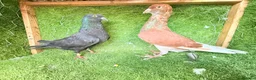 Pigeons birds for sale: Beautiful Quality Pigeons Healthy & Well Cared For - Advert 15