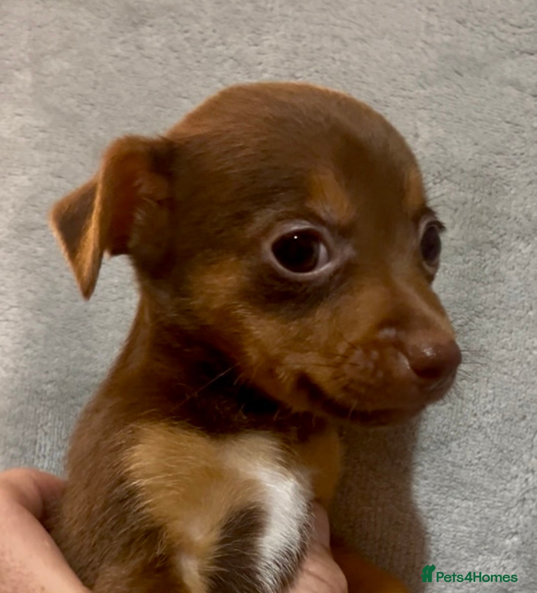 Jack Russell dogs for sale: 🌈 Rare Coloured Old Fashion Type Jack Russel’s 😂 - Image 8