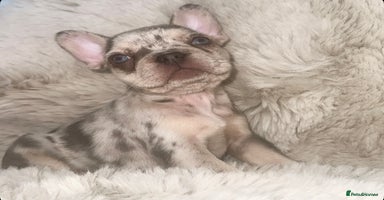 French Bulldog dogs - Advert 7