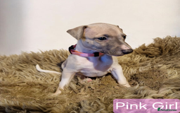 Whippet dogs for sale: Beautiful KC whippet pups for sale :) - Image 3