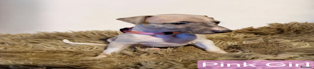 Whippet Puppy 7