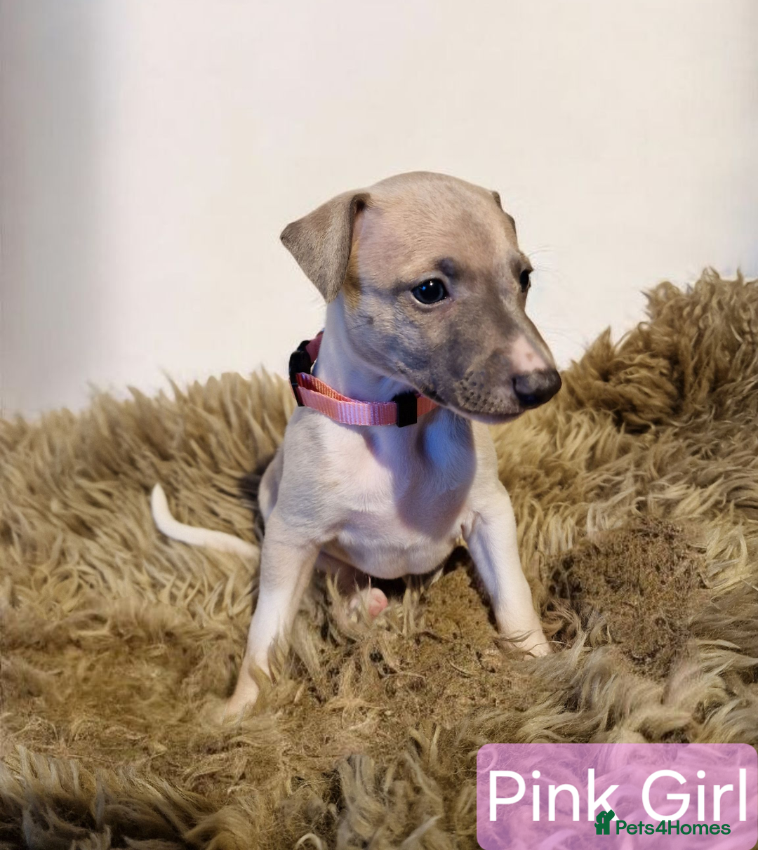 Whippet dogs for sale: Beautiful KC whippet pups for sale :) - Image 3