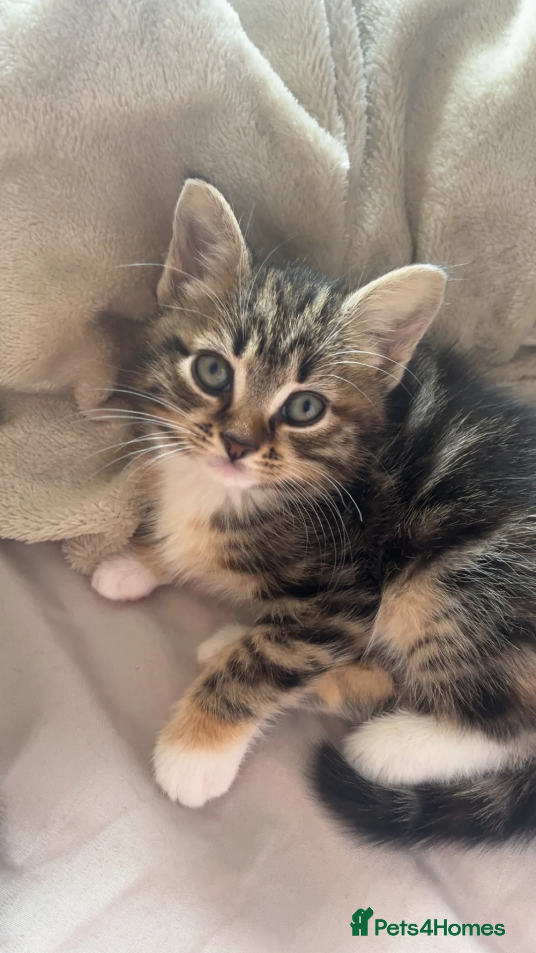 Mixed Breed cats for sale: Half Maine coon kittens calico  - Advert 17
