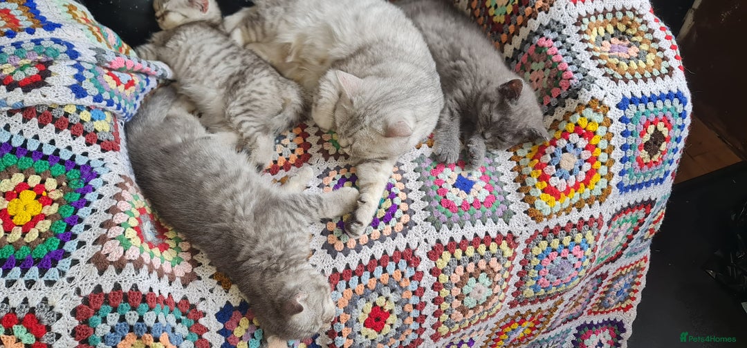 Scottish Fold cats for sale: Scottish Fold Kittens  - Image 4