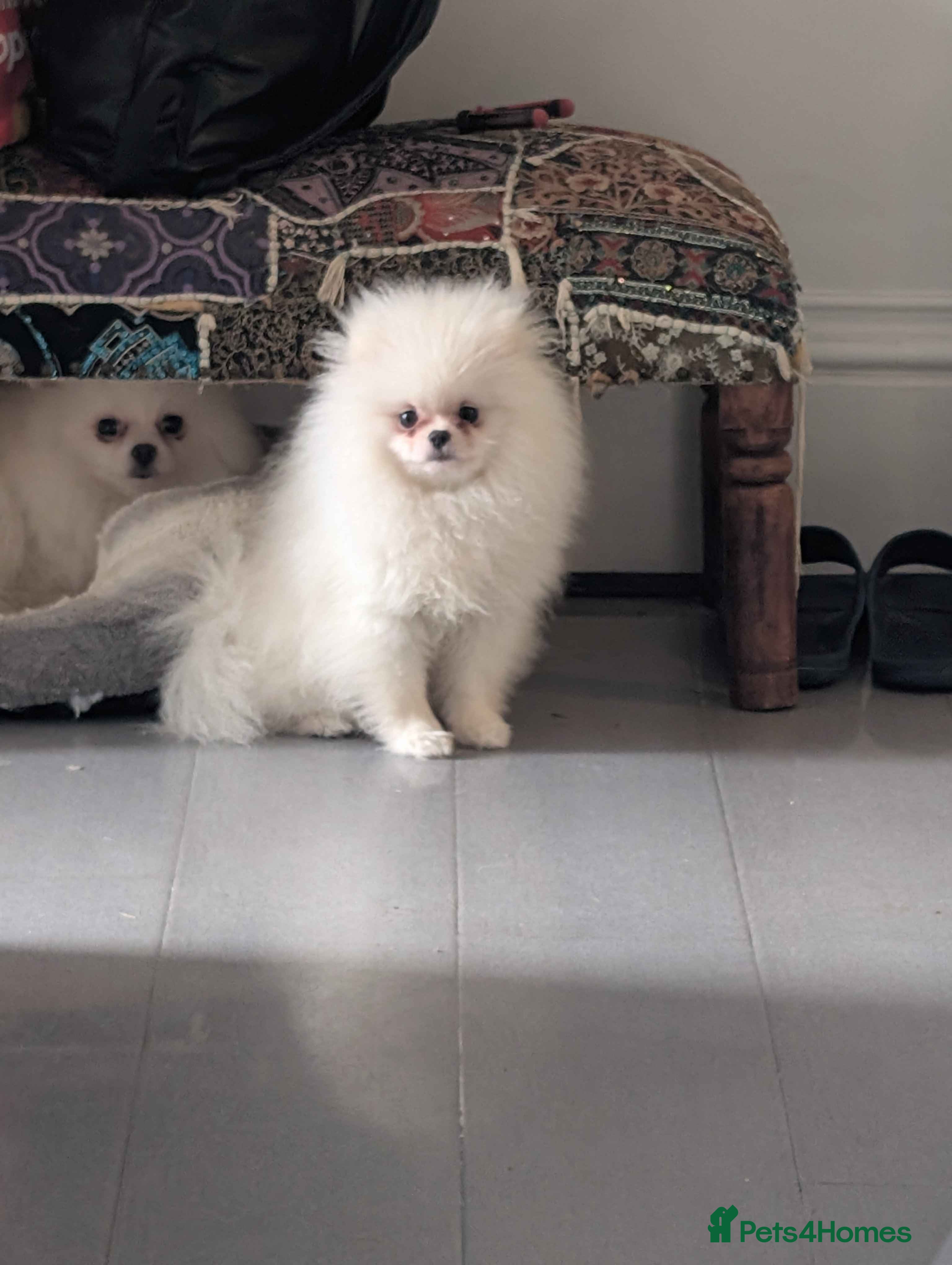 Pomeranian dogs ☁️OUTSTANDING QUALITY POM GIRL☁️ - Advert 1
