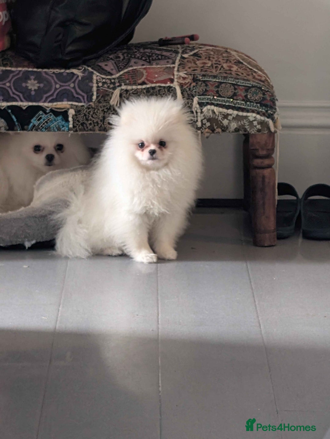 Pomeranian dogs for sale: ☁️OUTSTANDING QUALITY POM GIRL☁️ - Advert 1