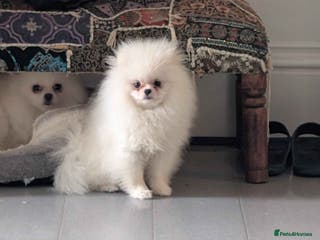 Pomeranian dogs ☁️OUTSTANDING QUALITY POM GIRL☁️ - Advert 1