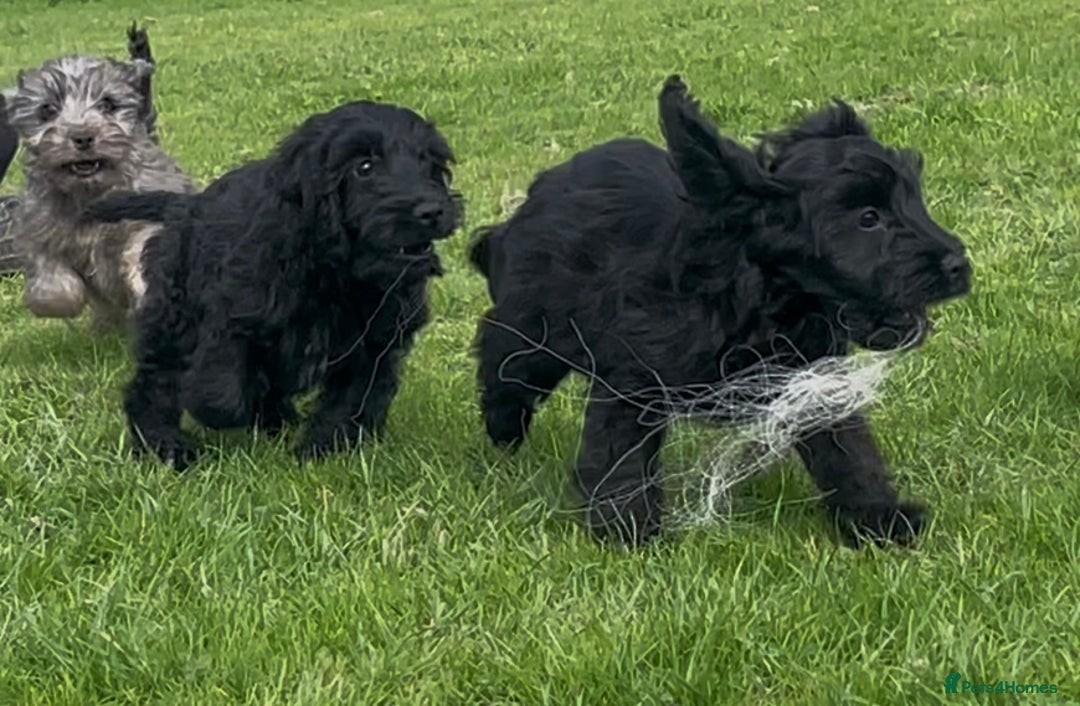 Cockapoo dogs for sale: F1 unique cockerpoo pups  - Image 9