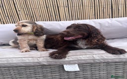 Cocker Spaniel dogs for sale: Cocker spaniel puppy - Image 2