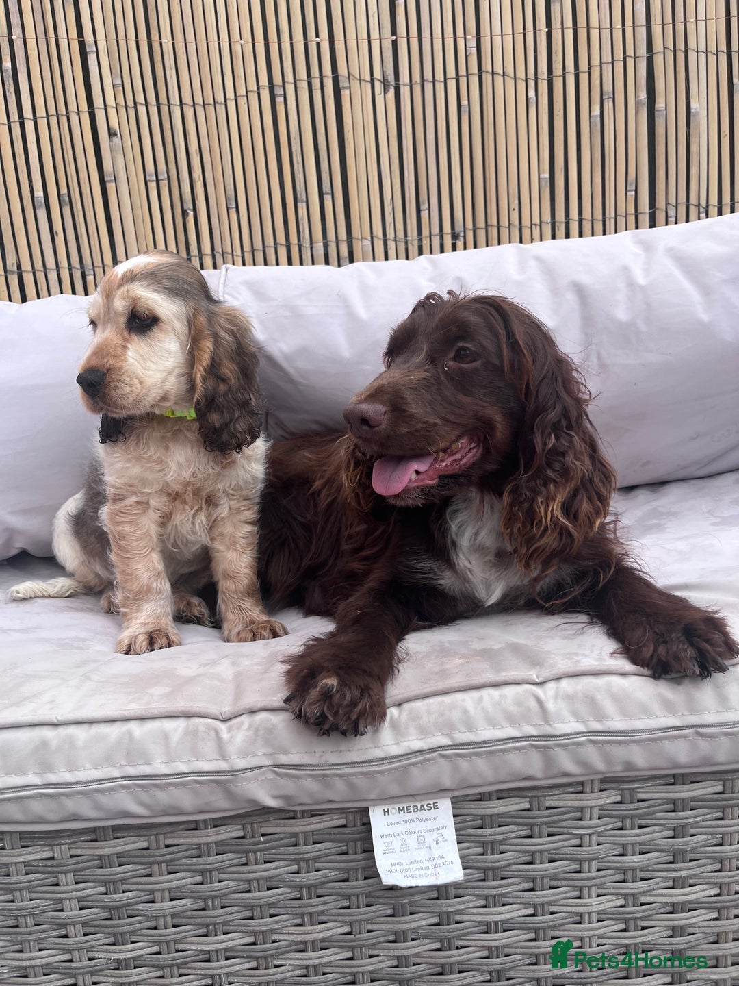 Cocker Spaniel dogs for sale: Cocker spaniel puppy - Image 2