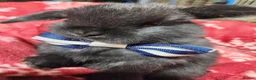 Mixed Breed rabbits for sale: rabbit lovely bunny black or nbue grey and spot in Paisley - Advert 4