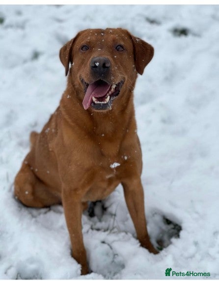 Labrador Retriever dogs Proven, Dark Fox Red, DNA Clear Labrador Stud in Evesham - Advert 19