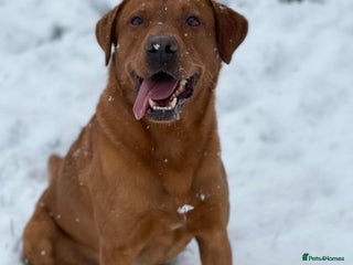 Labrador Retriever dogs in Evesham - Advert 28