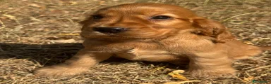 Cocker Spaniel 1