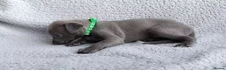 Whippet dogs for sale: KC Registered True to type whippets - Advert 13
