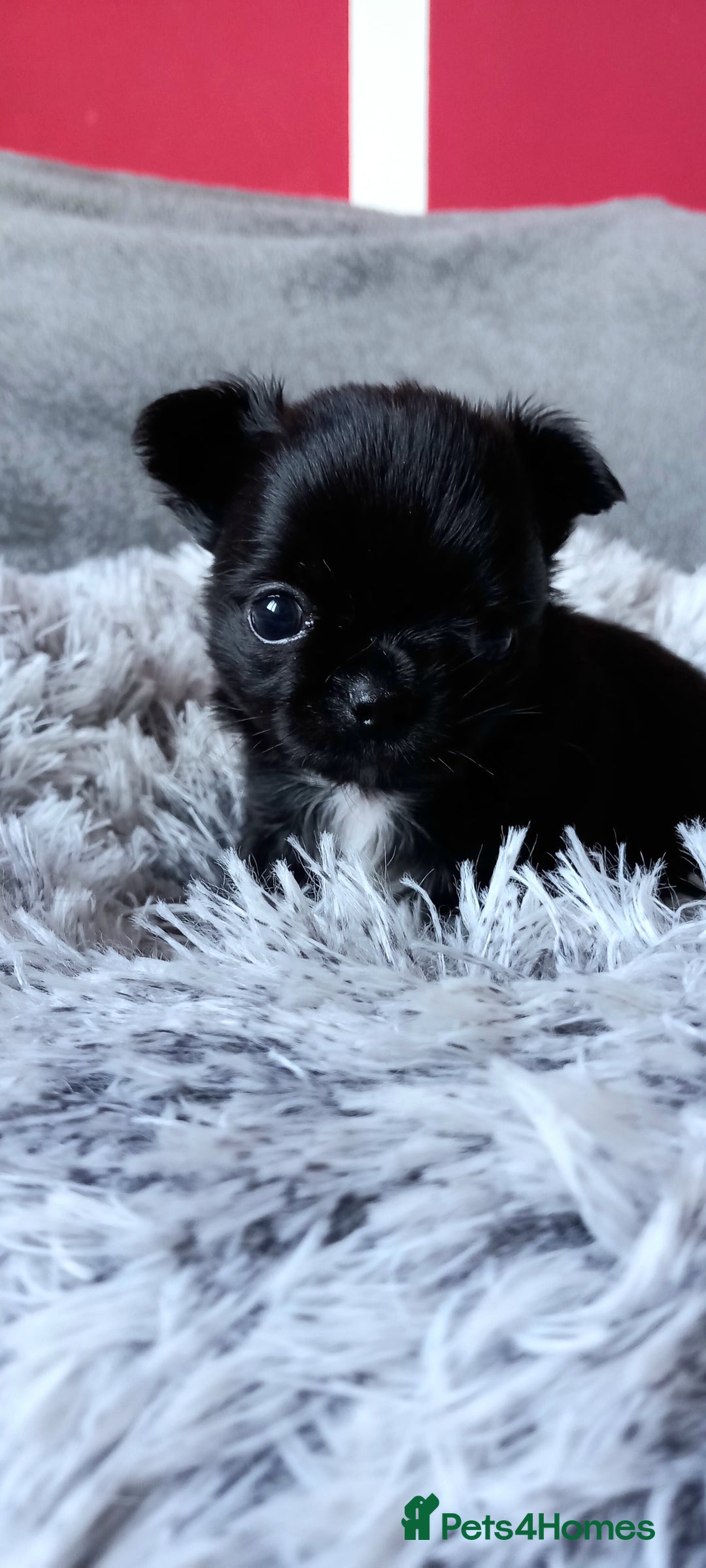 Chihuahua dogs for sale: ❤️‍🔥DNA tested parents❤️‍🔥LC 1Boys KC REG  - Advert 8