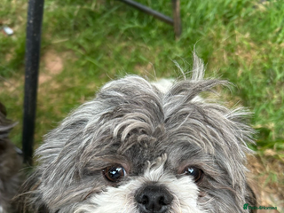 Shih Tzu dogs Shih tzu stud - Advert 6