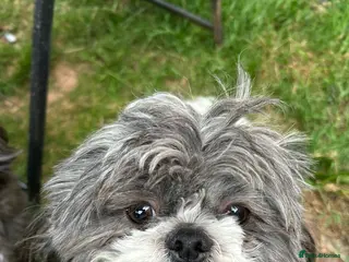 Shih Tzu dogs Shih tzu stud - Advert 11