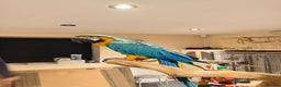 Budgerigars birds for sale: For Sale- Female Blue & Gold Macaw (10 Months Old) - Advert 1