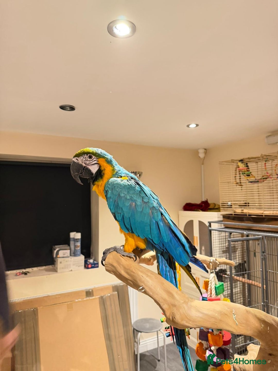 Budgerigars birds for sale: For Sale- Female Blue & Gold Macaw (10 Months Old) - Advert 1
